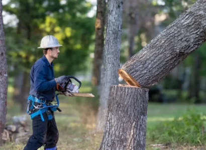 tree cut