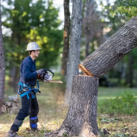 tree cut